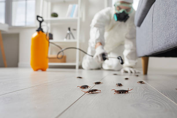 Commercial Kitchen Cockroach Control in Kewaskum